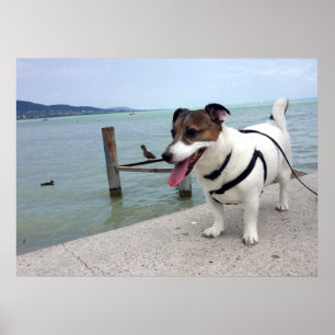 Poster Capo von Oppenheim, Jack Russell Terrier Dog