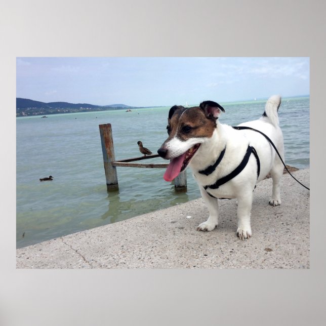 Poster Capo von Oppenheim, Jack Russell Terrier Dog (Frente)