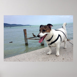 Poster Capo von Oppenheim, Jack Russell Terrier Dog