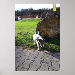 Poster Capo von Oppenheim, Jack Russell Terrier dog