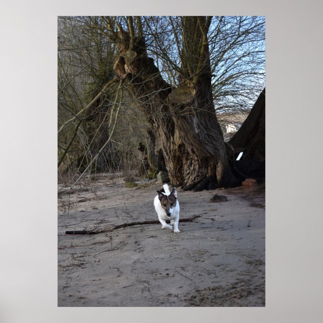 Poster Capo von Oppenheim, Jack Russell Terrier Dog (Frente)