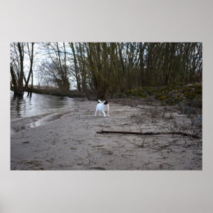 Poster Capo von Oppenheim, Jack Russell Terrier Dog