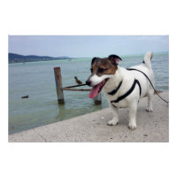 Capo von Oppenheim, Jack Russell Terrier Dog