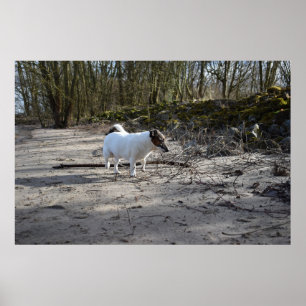 Poster Capo von Oppenheim, Jack Russell Terrier Dog