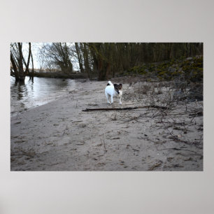 Poster Capo von Oppenheim, Jack Russell Terrier Dog