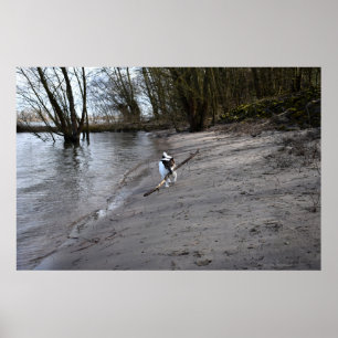 Poster Capo von Oppenheim, Jack Russell Terrier Dog