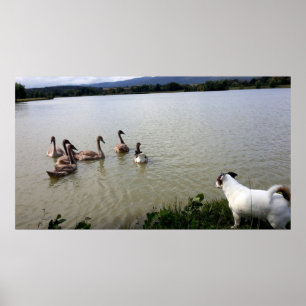 Poster Capo von Oppenheim, Jack Russell Terrier Dog