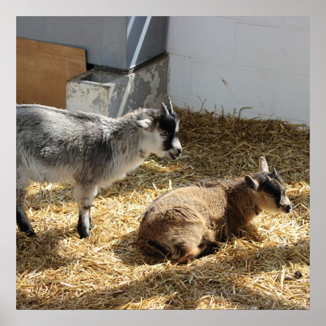 Poster Caprinos (Frente)