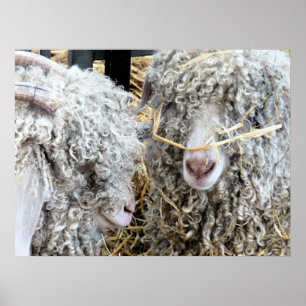 POSTER CAPRINOS CORTES