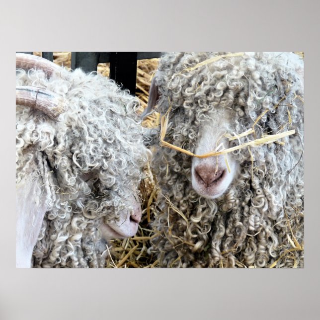 POSTER CAPRINOS CORTES (Frente)