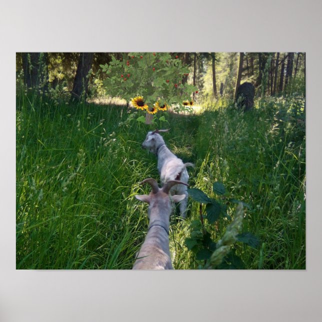 Poster Caprinos no pasto com abundância de erva (Frente)