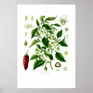 Poster Capsicum annuum