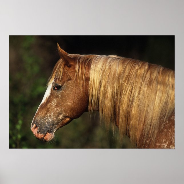 Poster Captura de Cabeça de Cavalo Appaloosa 1 (Frente)