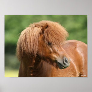Poster Captura de cabeça de Chestnut Shetland Pony Stall