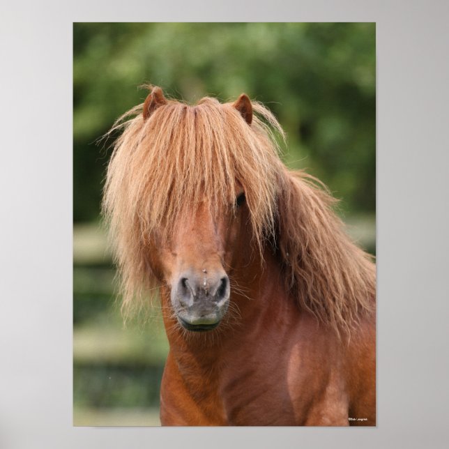 Poster Captura de cabeça de Chestnut Shetland Pony Stalli (Frente)