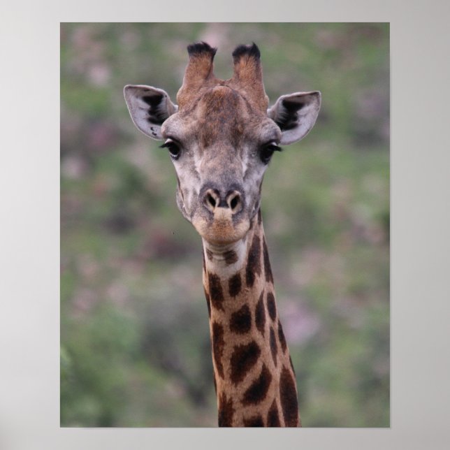 Poster Captura de cabeça de Giraffe (Frente)