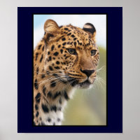 Captura de Cabeça Leopardo