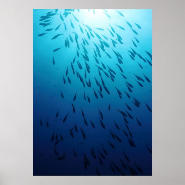 Poster Captura de peixes (Frente)