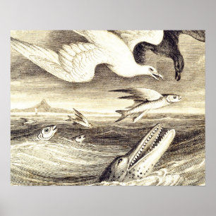 Poster Captura de Peixes Voadores Vintage e Aves Marinhas