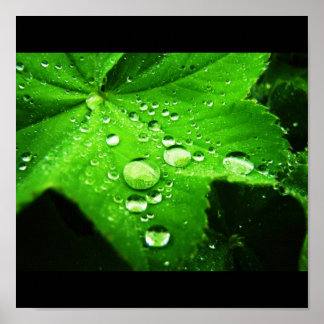 Pôster Capture the rain