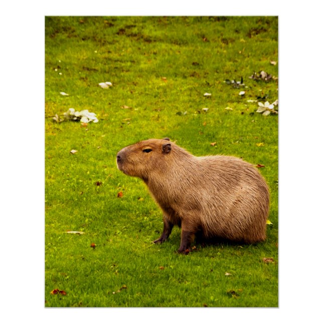 Pôster Capybara (Frente)