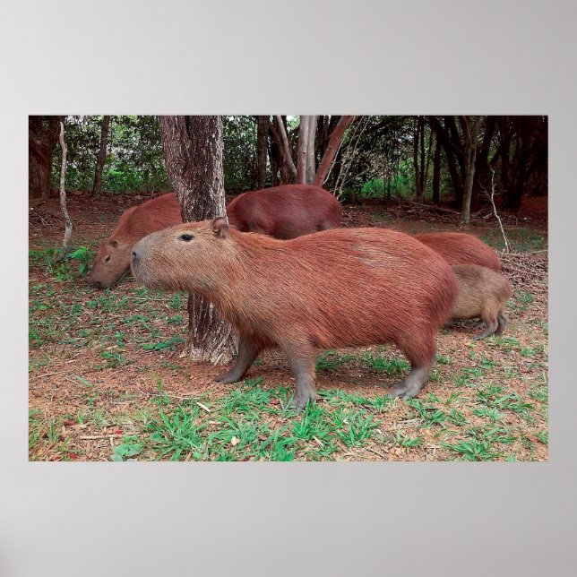 Poster Capybara (Frente)
