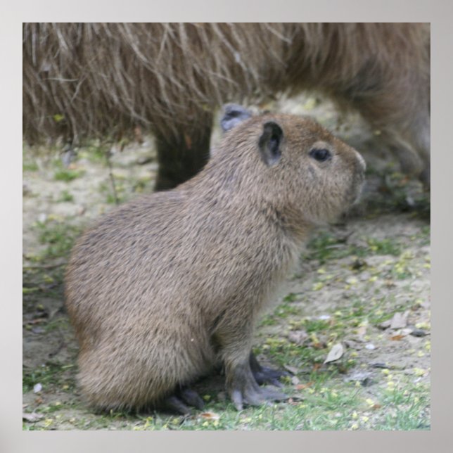 Pôster capybara baby (Frente)