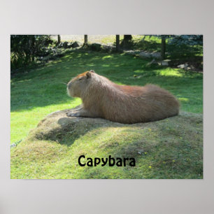 Poster Capybara - Rodante Grande