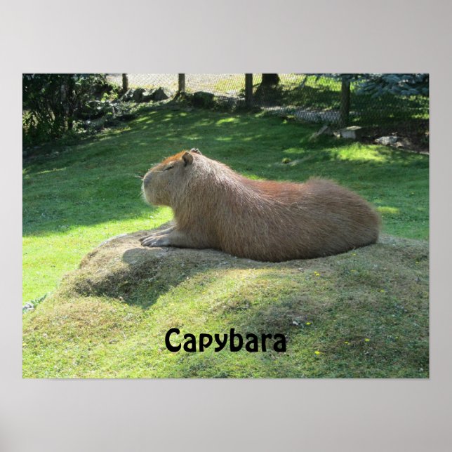 Poster Capybara - Rodante Grande (Frente)