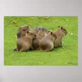 Etiqueta De Nome Óptica desenho animado de capybara ukulele