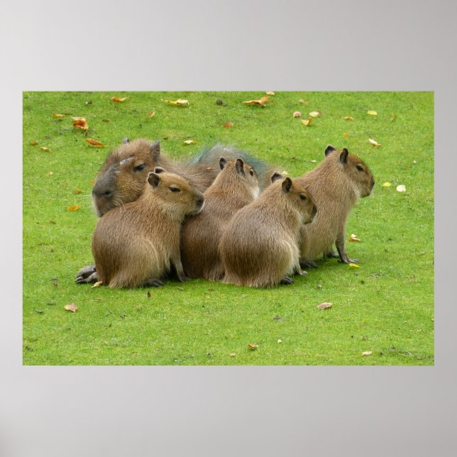 Poster Capybaras (Frente)