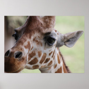 Poster Cara adorável do girafa