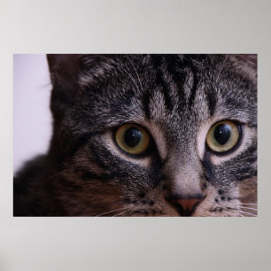 Pôster Cara cinzenta 2 do gatinho