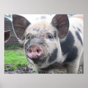 Pôster Cara do porco