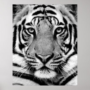 Poster Cara do tigre
