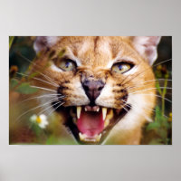 Caracal Hissing