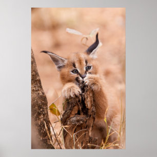 Poster Caracal Kitten