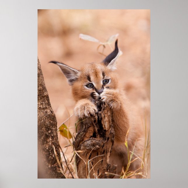 Poster Caracal Kitten (Frente)