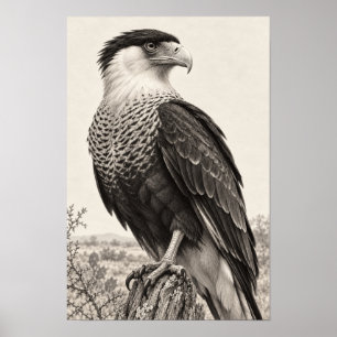 Poster Caracara-de-crista no Grafite do Sul do Texas