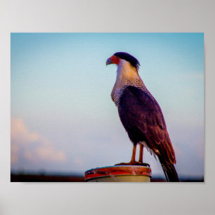 Pôster Caracara não olhava para Kissimmee Prairie, Flórid