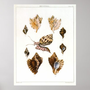 Pôster Caracóis e Moluscos Vintage, Organismos para a Vid