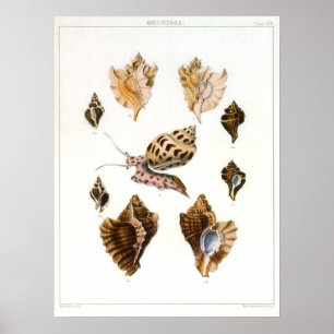 Pôster Caracóis e Moluscos Vintage, Organismos para a Vid