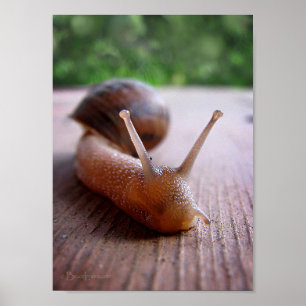 Pôster Caracol