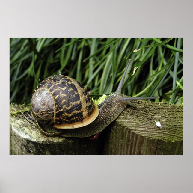 Poster Caracol (Frente)