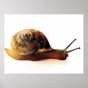 Pôster caracol