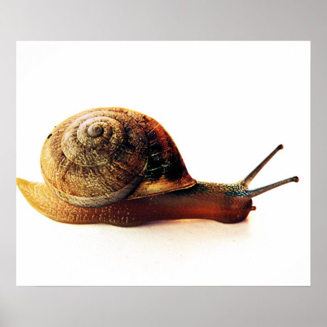 Pôster caracol (Frente)