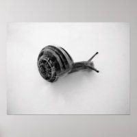 Caracol