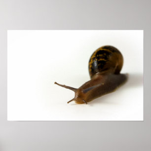 Poster Caracol
