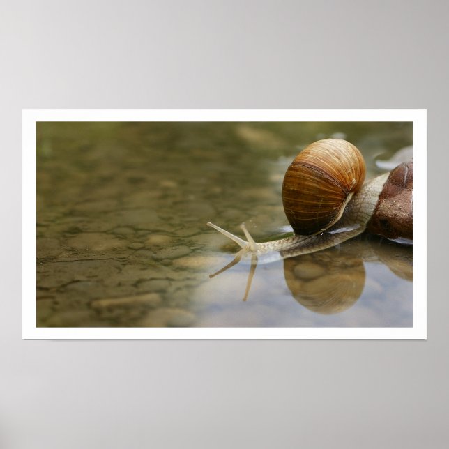 Pôster Caracol Bonito Refletido na Água (Frente)
