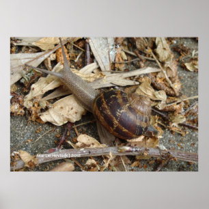 Poster Caracol na Corrida